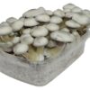 Stealthbox White Rabbit