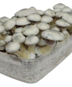 Stealthbox White Rabbit