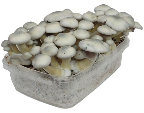 Stealthbox White Rabbit