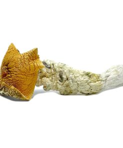 Jumbo Blue Meanie Magic Mushrooms