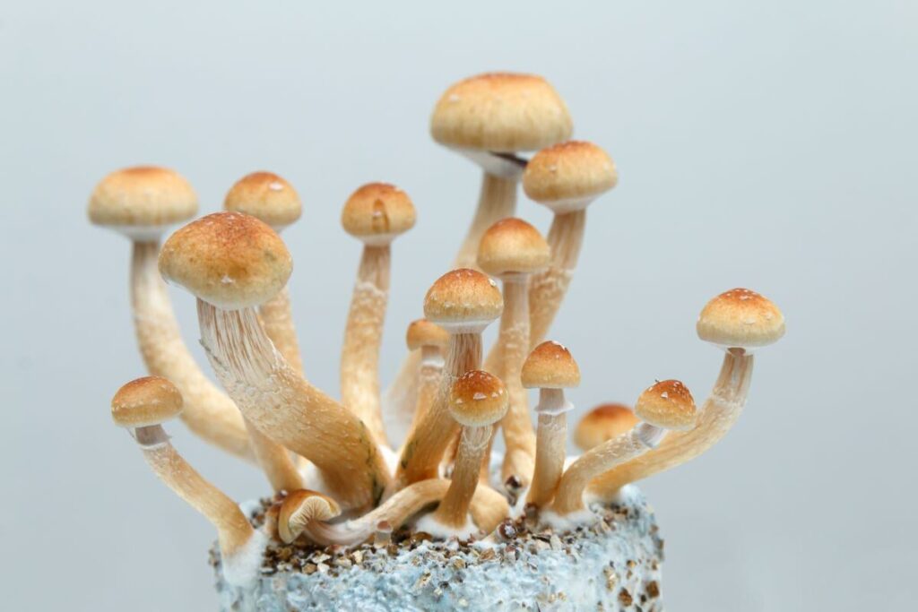how to tell if a mushroom is hallucinogenic