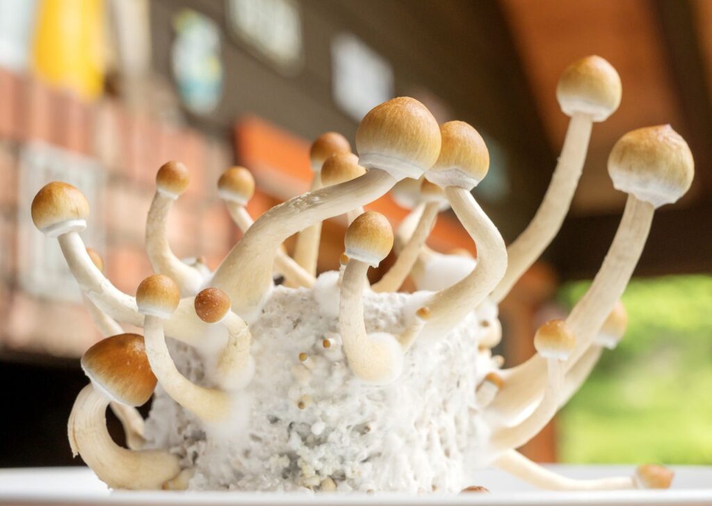 how long do magic mushrooms stay in your system