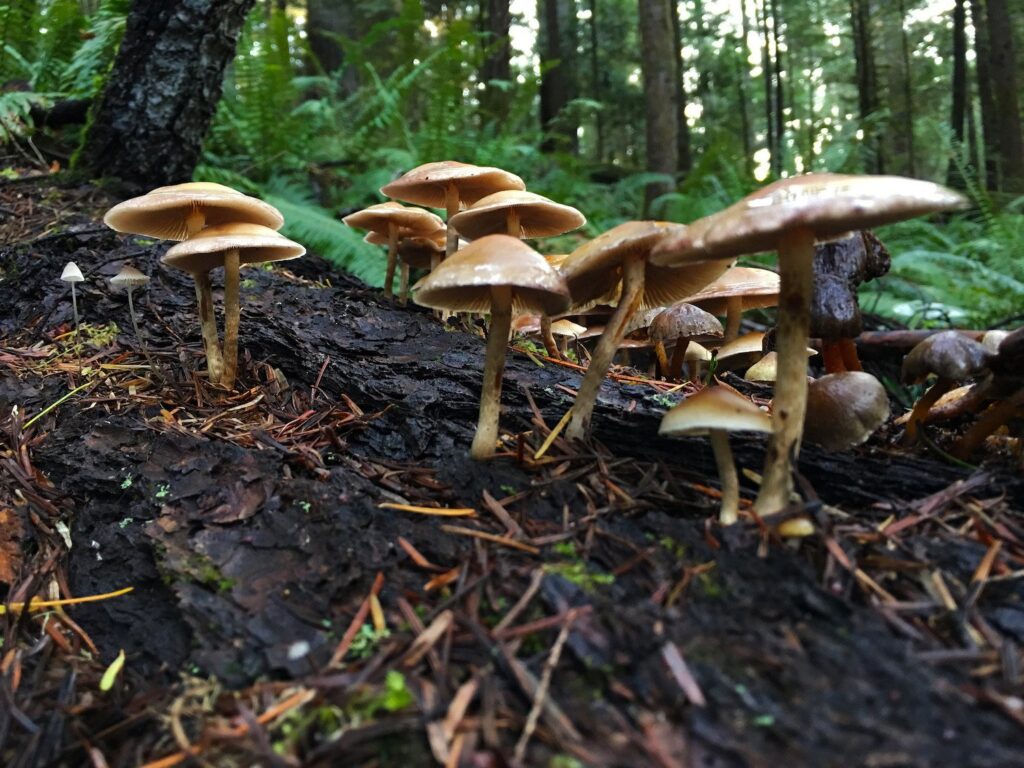 how to grow hallucinogenic mushrooms