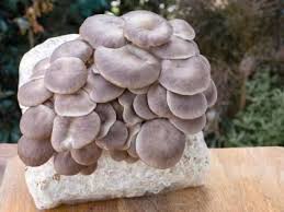 how long do mushroom gummies last