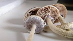 are mushrooms good for health