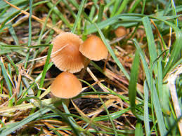how to find hallucinogenic mushrooms