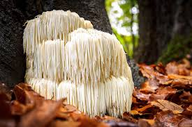 what is lion's mane good for
