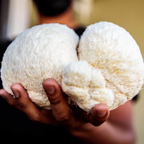 what is lion's mane good for