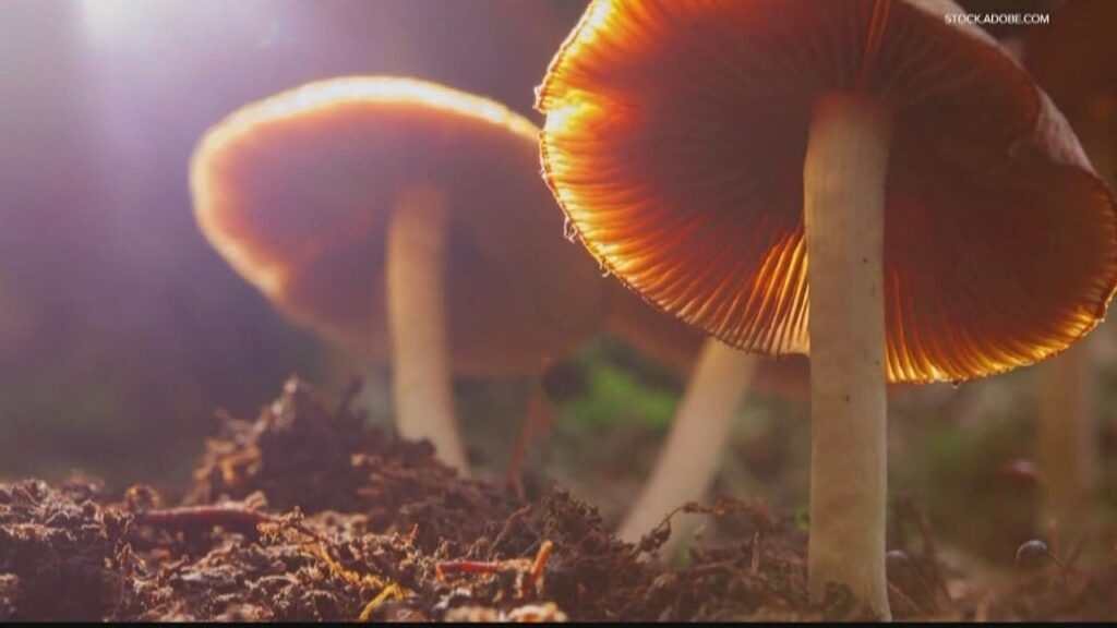 how to tell if a mushroom is hallucinogenic